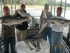 (09/17/2014) - Nice Striped Bass